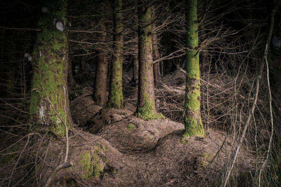 Mature Sitka Spruce trees. Photo: Getty